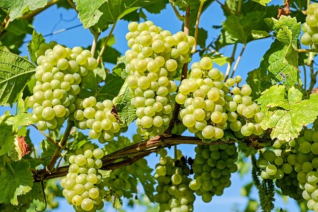 أفضل الوجهات لتعلم الزراعة العضوية في الخارج