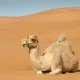 استكشاف تأثير الدراما على سلوكيات الشباب في العالم العربي
