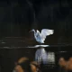 الأفلام المستقلة: كيف تبرز أصوات جديدة؟