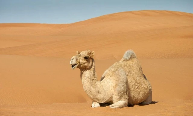 كيفية استكشاف المبادرات الخضراء في العالم العربي