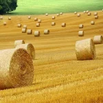 أفضل الوجهات العالمية لتعلم الزراعة البيئية