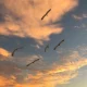 الأغاني التي تعبر عن قضايا الهجرة والتغيير