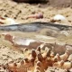 ما هي الرسائل الأخلاقية في الأنمي؟