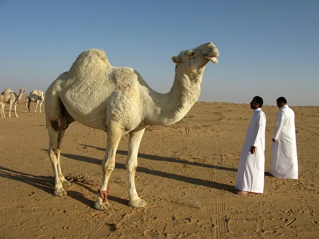 السيارات الكهربائية: هل هي المستقبل في السعودية؟