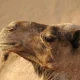 هل الدراجة النارية خيار عملي للرحلات الصحراوية؟