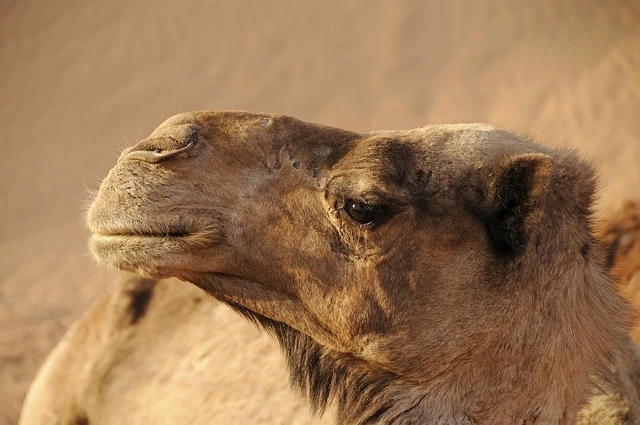هل الدراجة النارية خيار عملي للرحلات الصحراوية؟